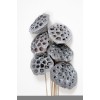LOTUS PODS White Wash 16"-OUT OF STOCK